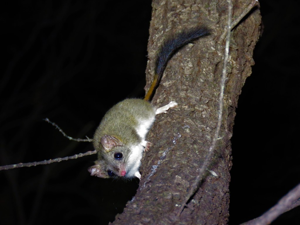 Red-tailed Phascogales