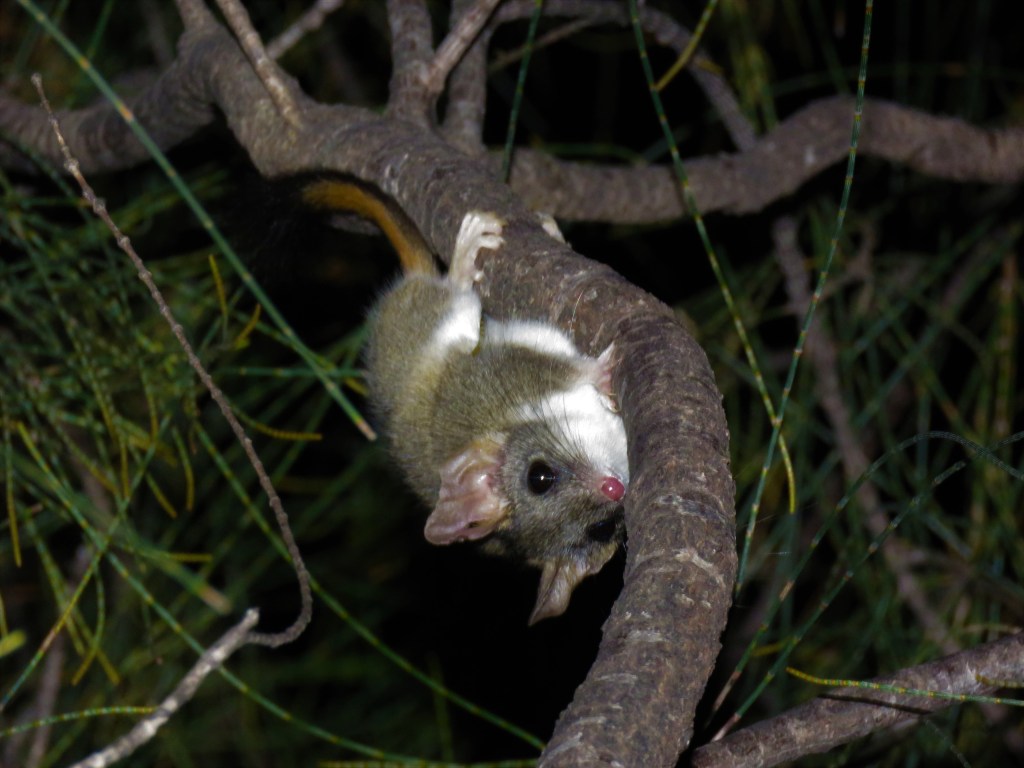 Red-tailed Phascogales