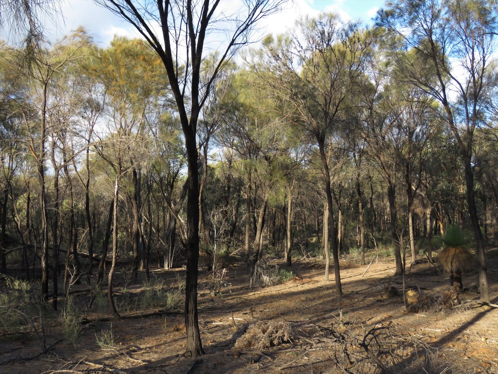 Red-tailed Phascogales