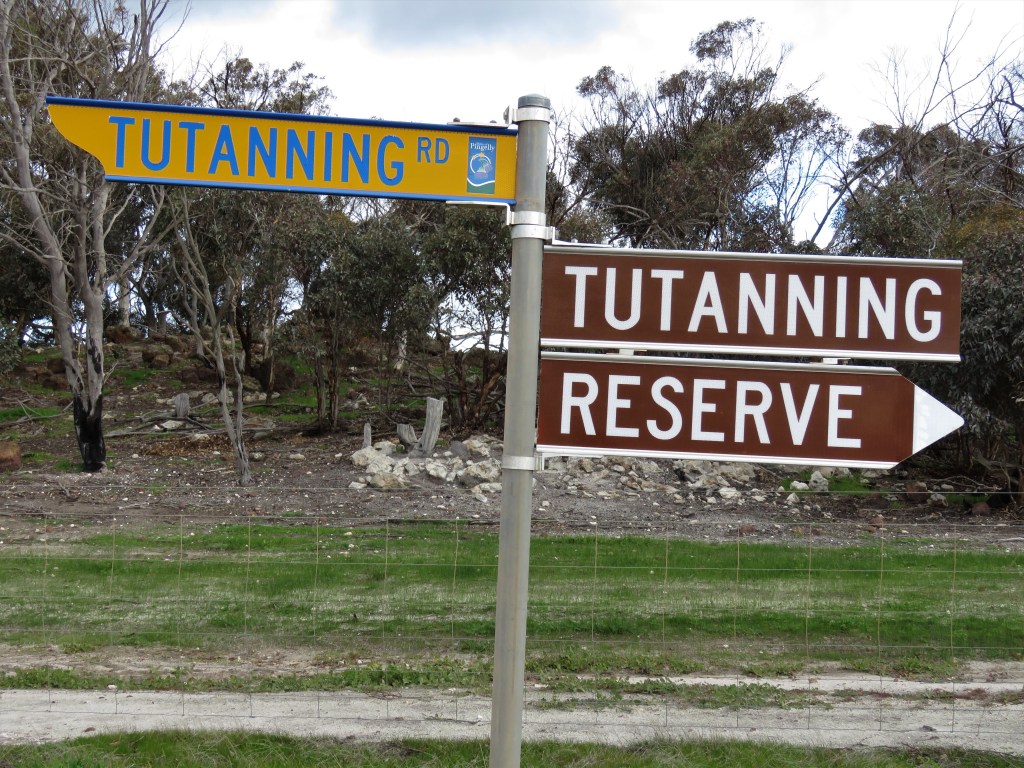 Red-tailed Phascogales