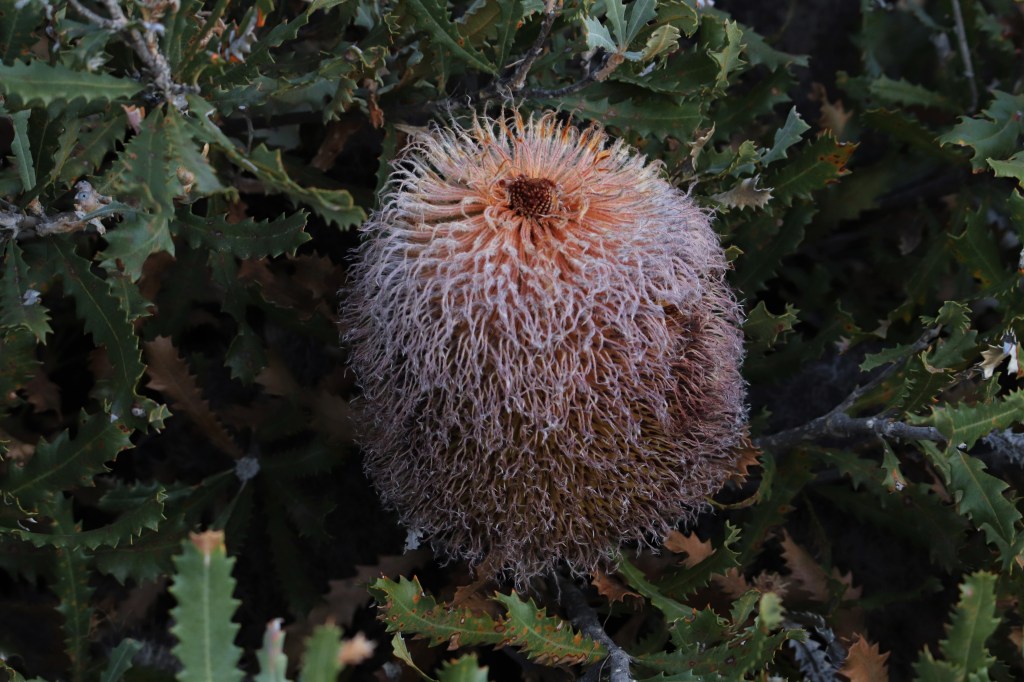 Bauer's Banksia