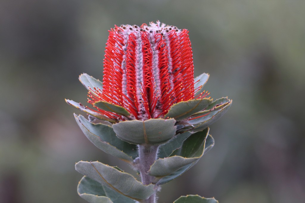 Scarlet Banksia