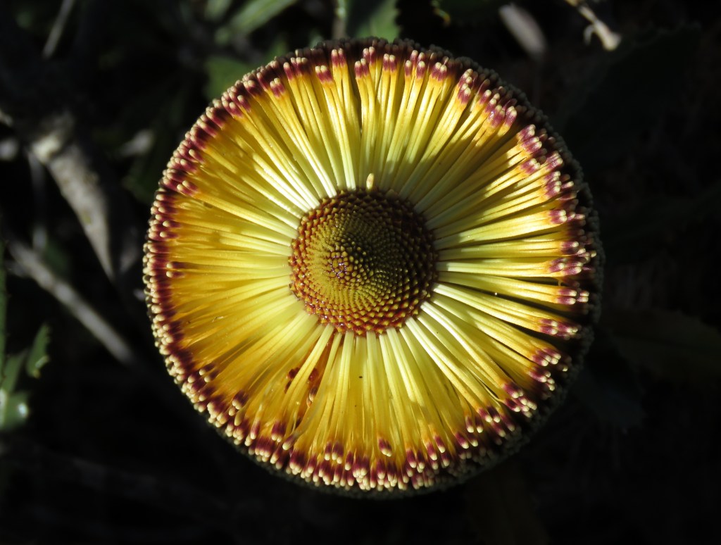 Southern Plains Banksia