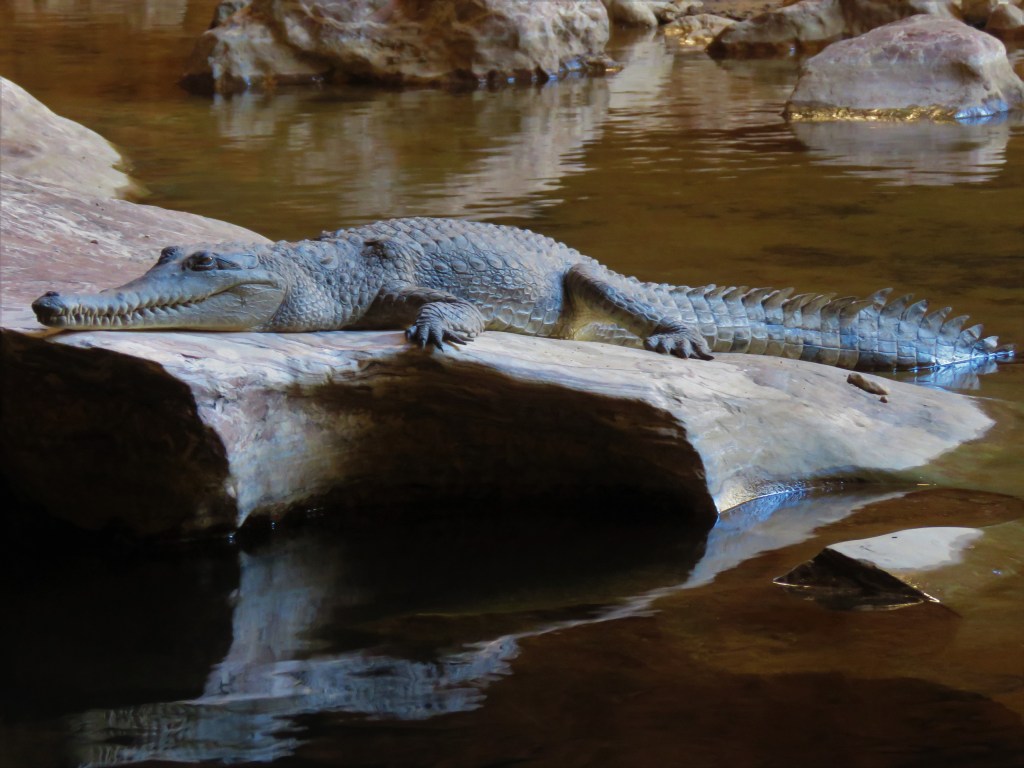 Kimberley Wildlife