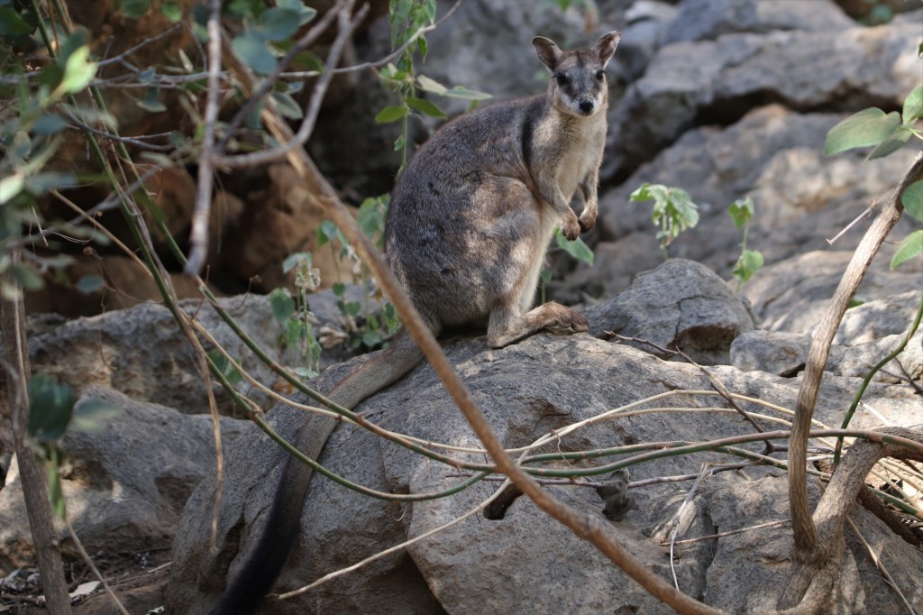 KImberley Wildlife