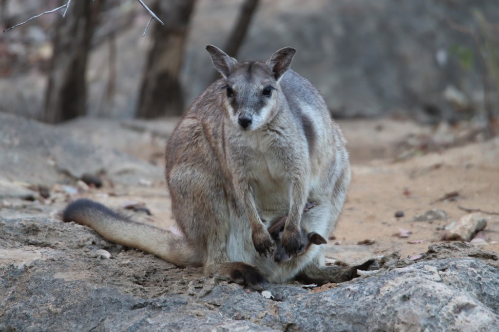 Kimberley Wildlife