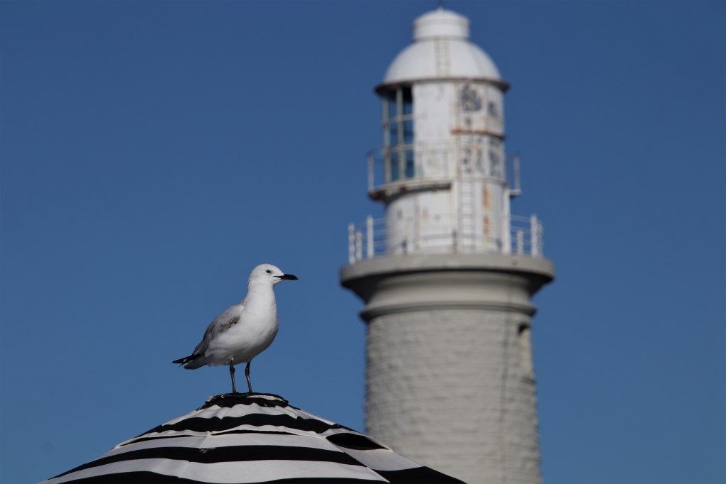 Rottnest Island Wildlife