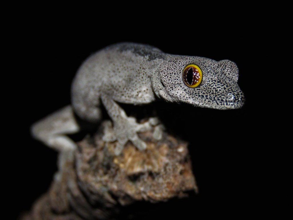 Rottnest Island Wildlife