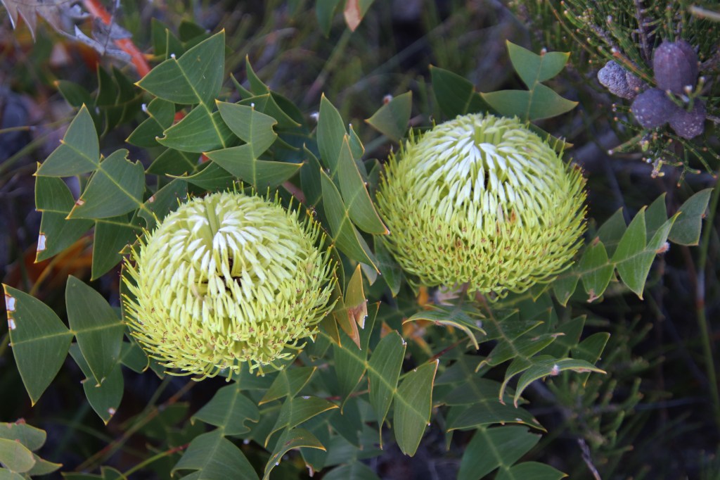 Honey Possums and Banksias