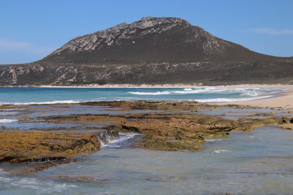 Honey Possums and Banksias