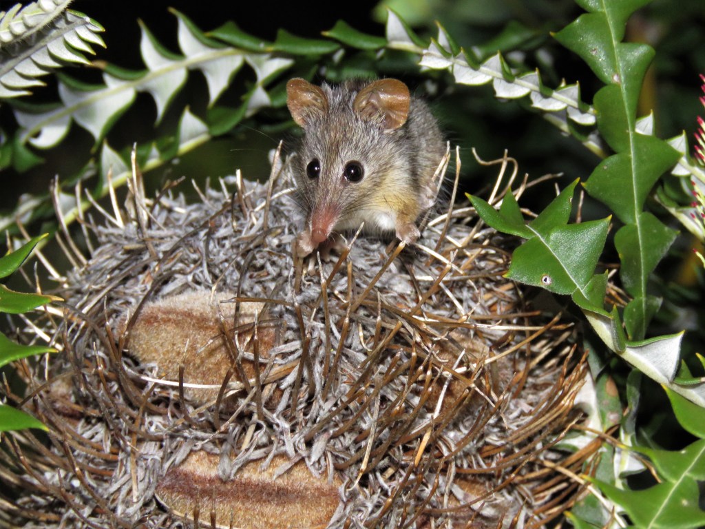 Honey Possums and Banksias