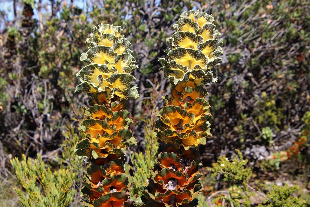 Honey Possums and Banksias
