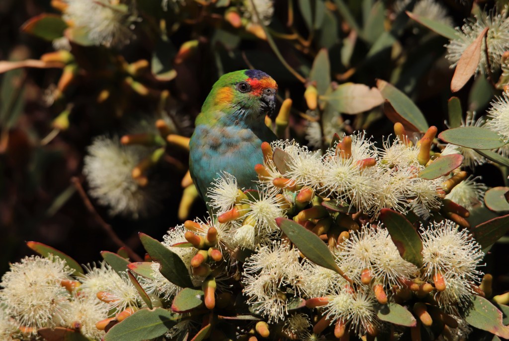 Honey Possums and Banksias