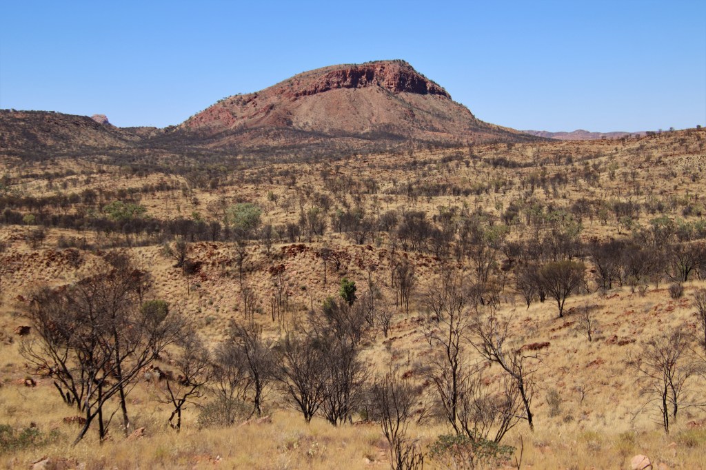 Wildlife Larapinta Trail