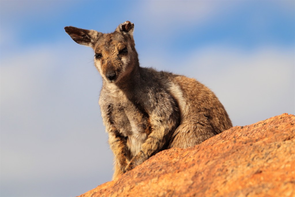 Alice Springs Wildlife