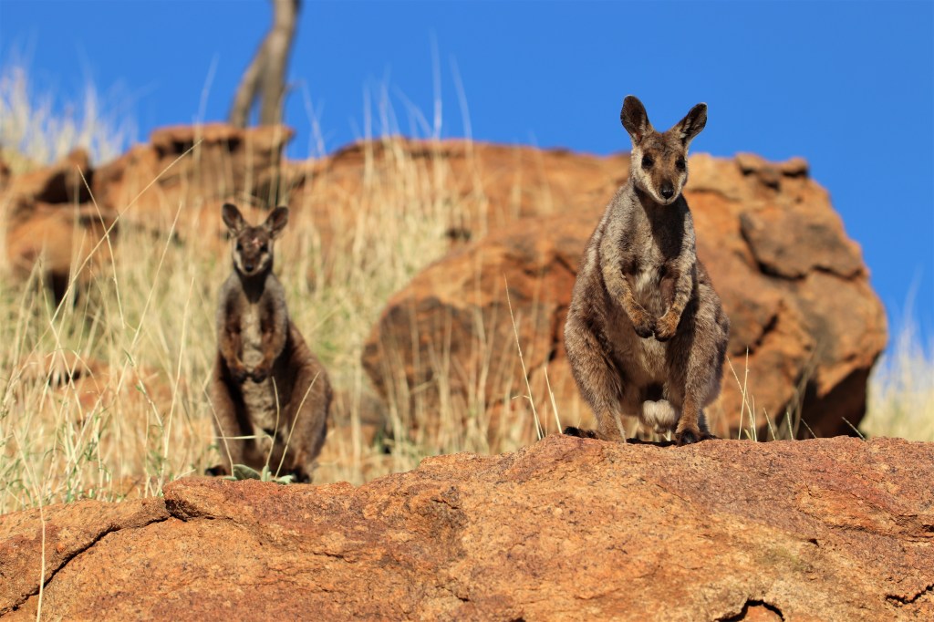 Alice Springs Wildlife