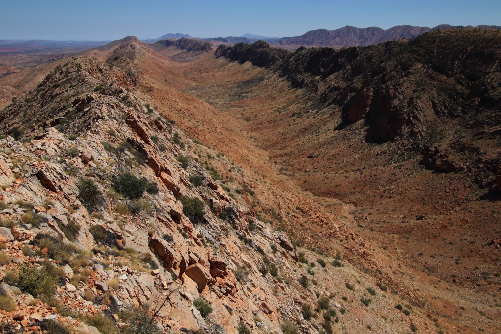 Wildlife Larapinta Trail