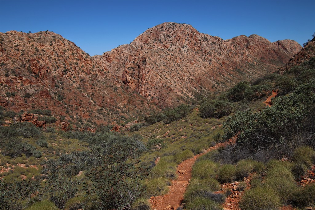 Wildlife Larapinta Trail