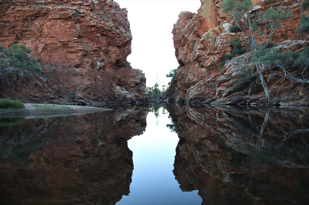 Wildlife Larapinta Trail