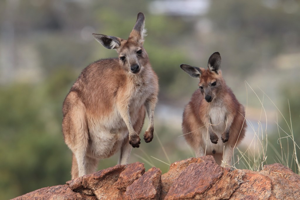Alice Springs Wildlife