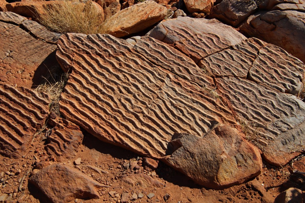 Wildlife Larapinta Trail