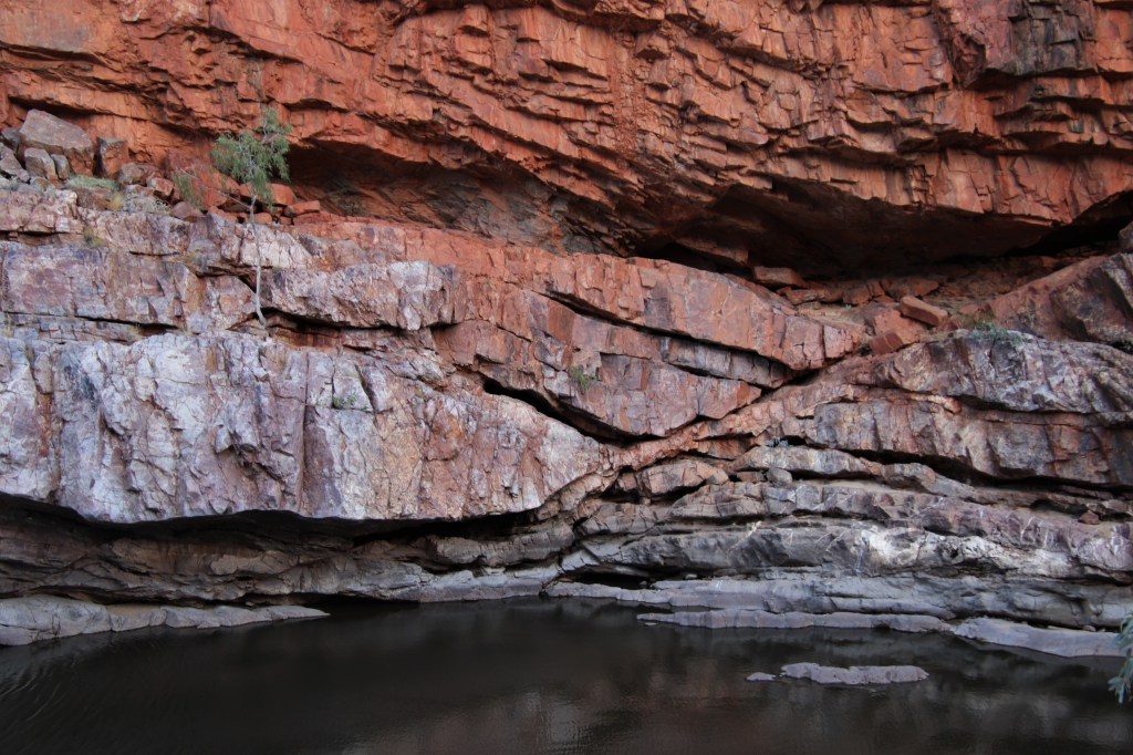Wildlife Larapinta Trail