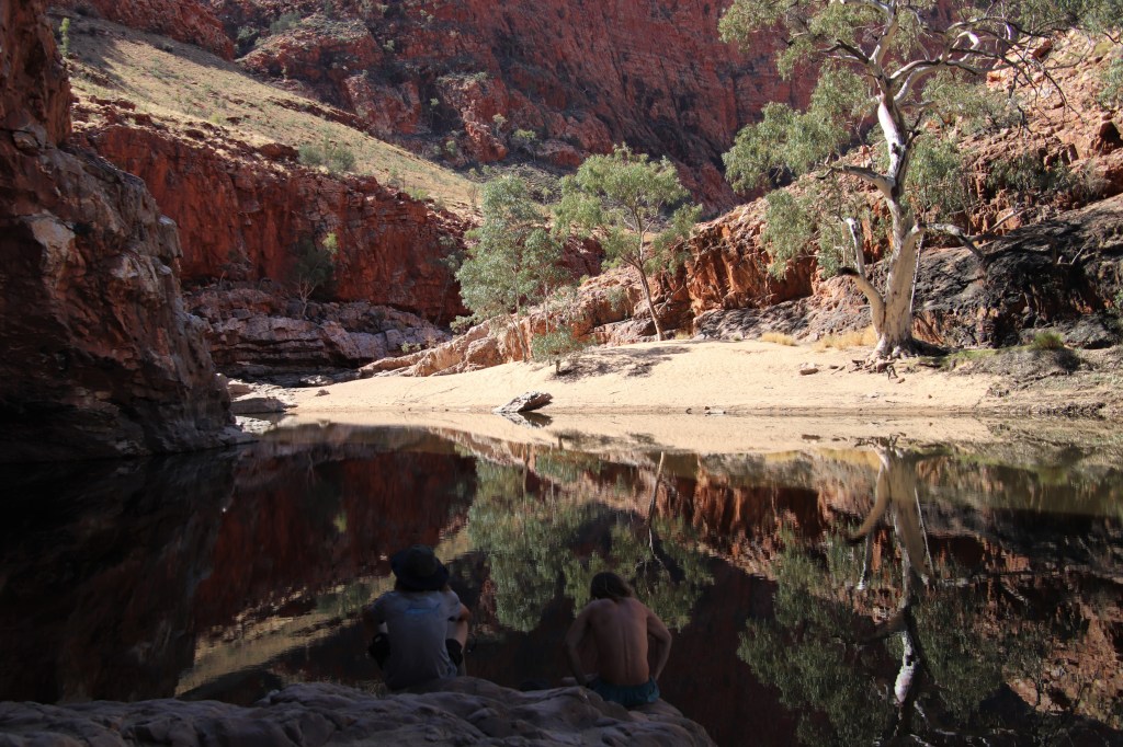 Wildlife Larapinta Trail