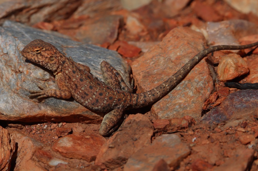 Wildlife Larapinta Trail
