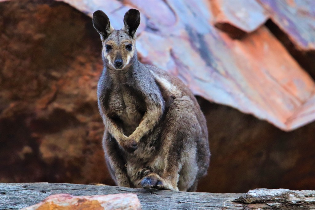 Wildlife Larapinta Trail