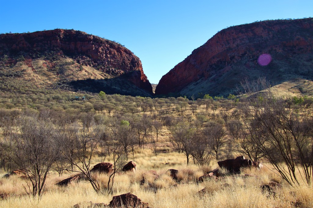 Wildlife Larapinta Trail