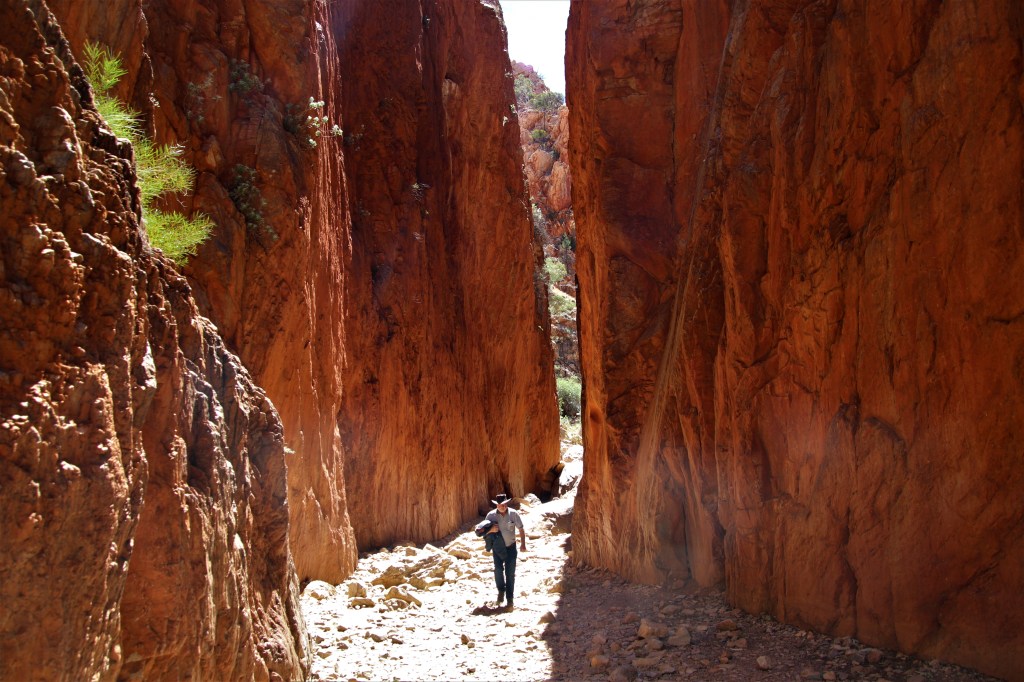 Wildlife Larapinta Trail