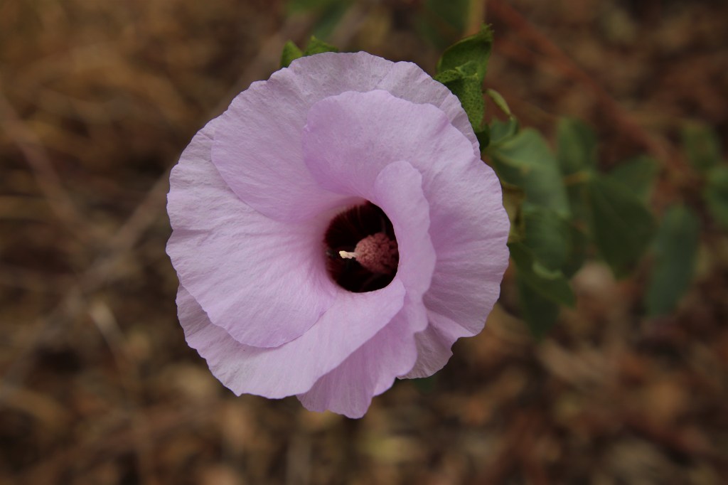Wildlife Larapinta Trail
