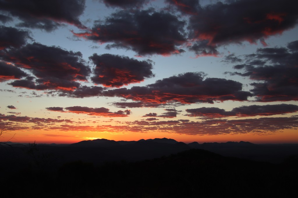 Wildlife Larapinta Trail