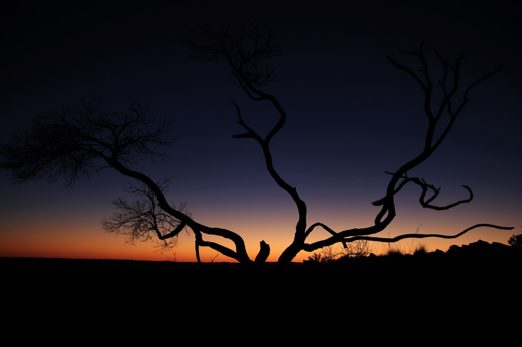 Wildlife Larapinta Trail