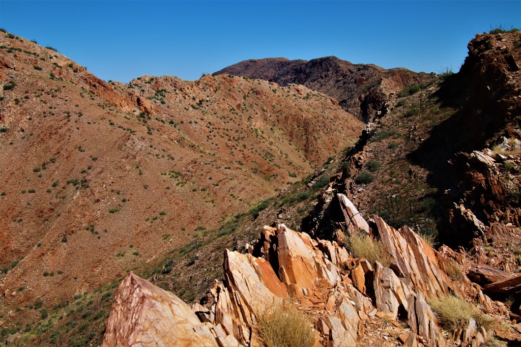 Wildlife Larapinta Trail