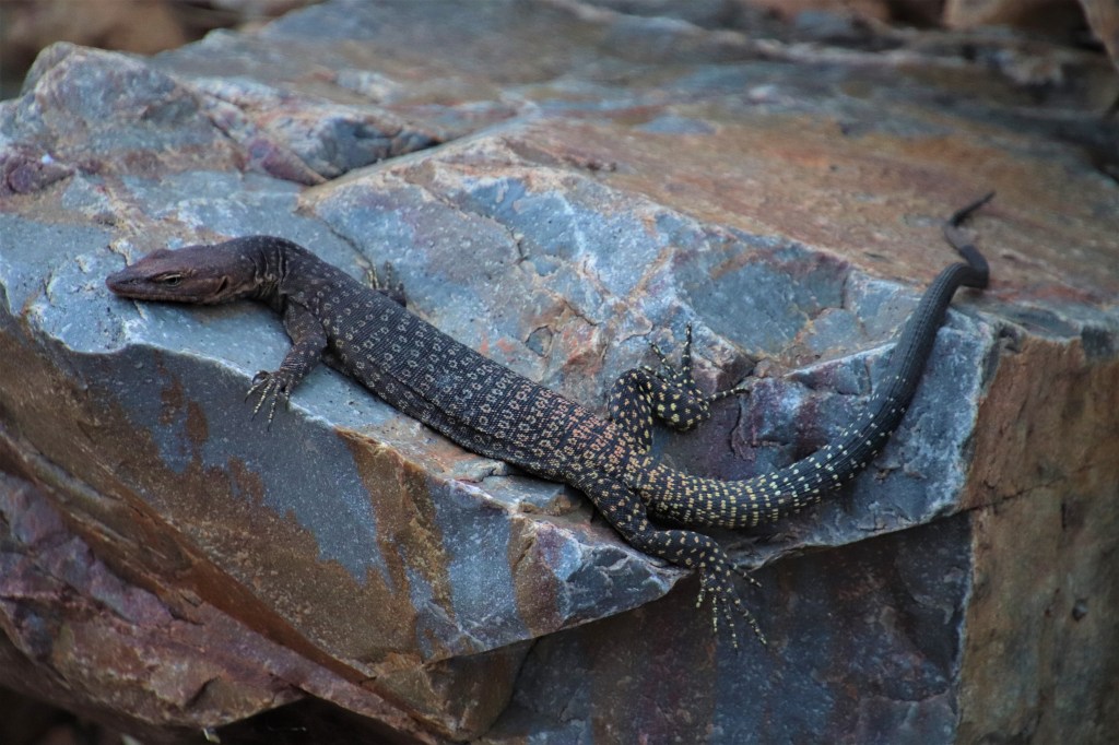 Wildlife Larapinta Trail