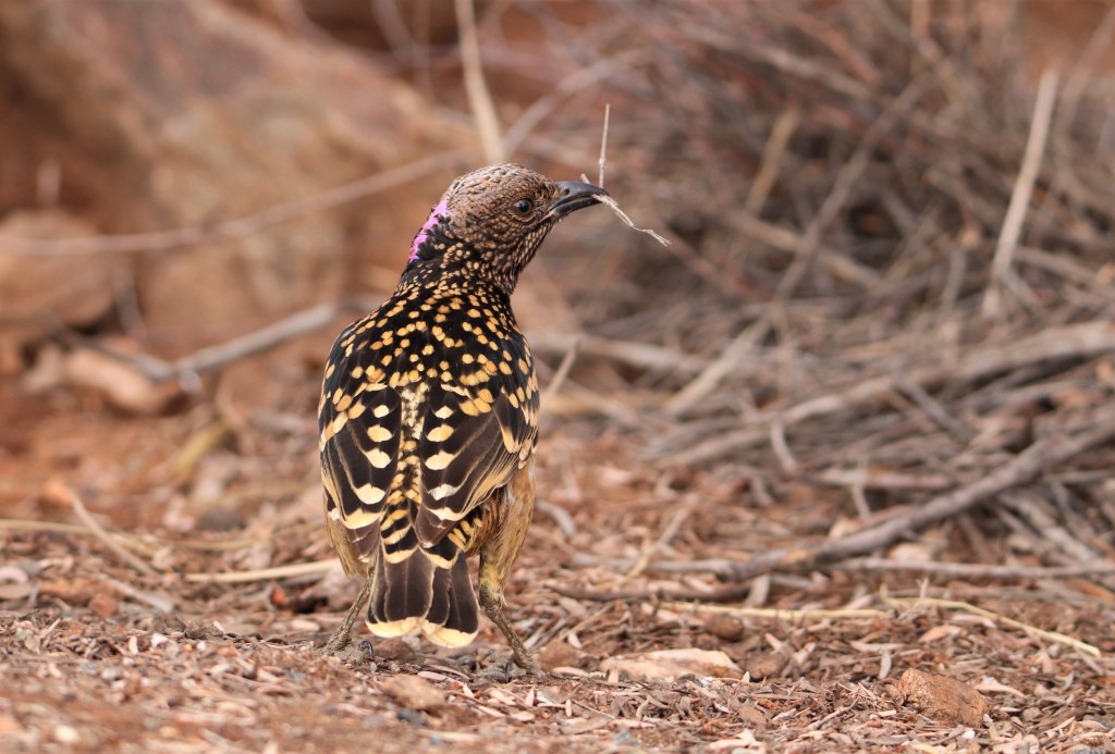 Alice Springs Wildlife