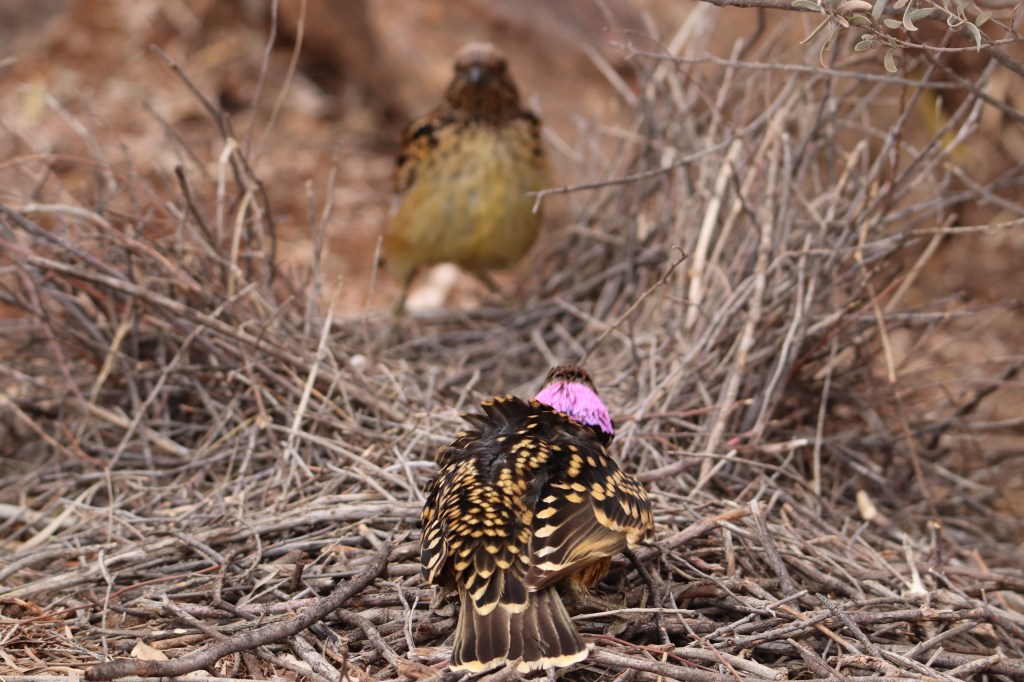 Alice Springs Wildlife