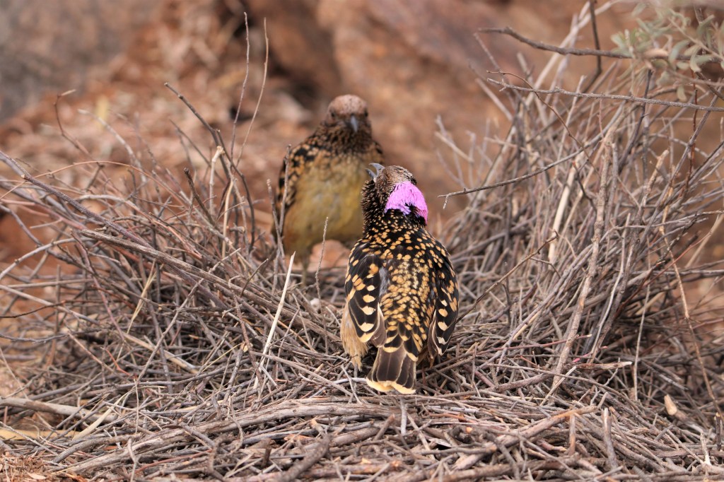 Alice Springs Wildlife