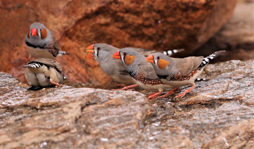 Wildlife Larapinta Trail