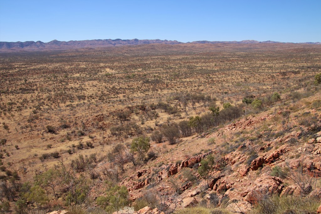Wildlife Larapinta Trail