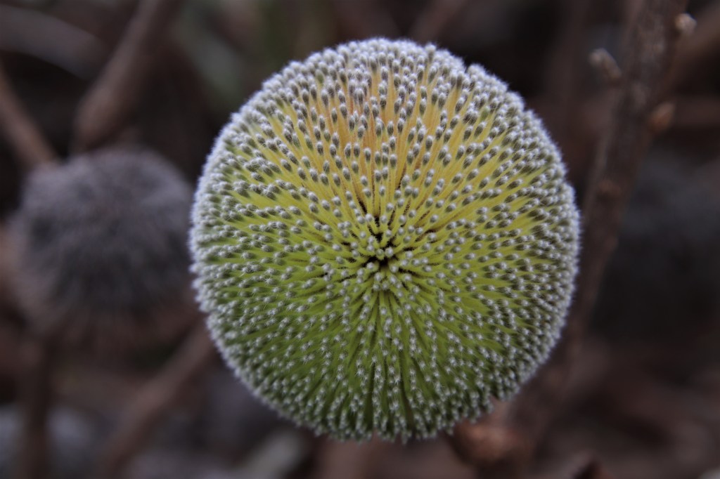 Carpet Python and Banksias