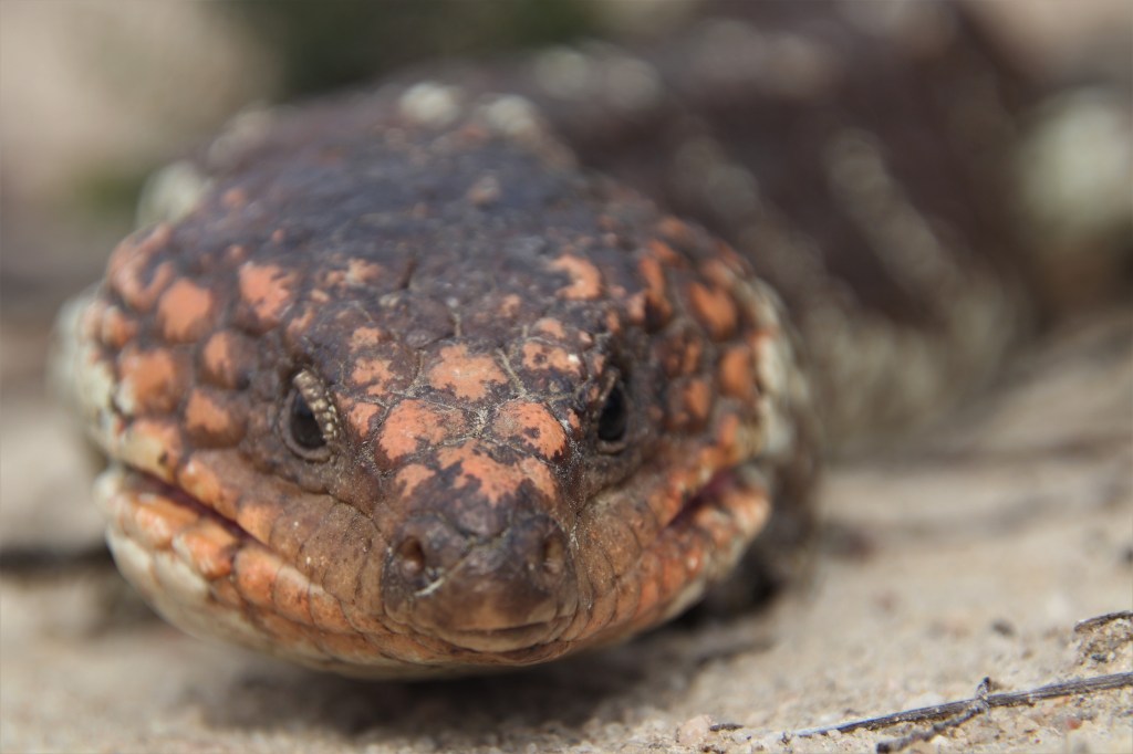Carpet Python and Banksias