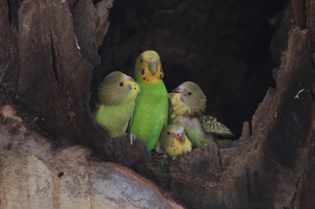 Wildlife Larapinta Trail
