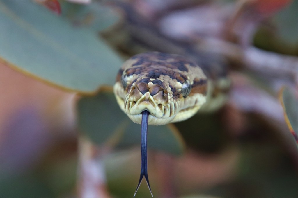 Carpet Python and Banksias