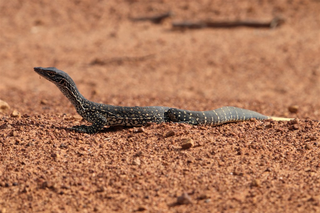 Carpet Python and Banksias