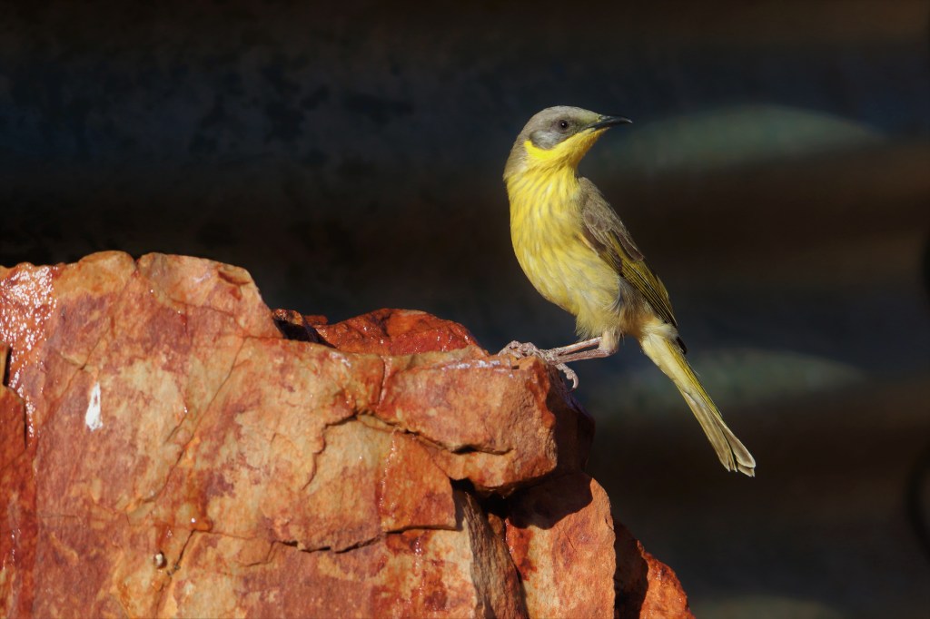 Wildlife Larapinta Trail