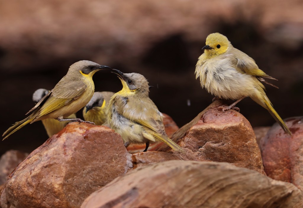 Wildlife Larapinta Trail