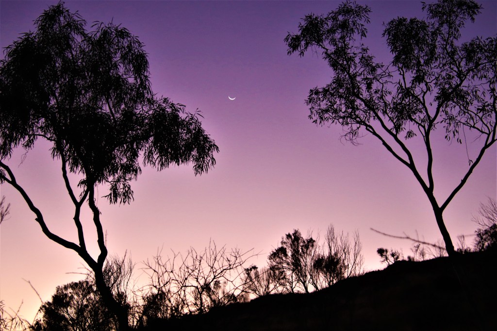 Wildlife Larapinta Trail