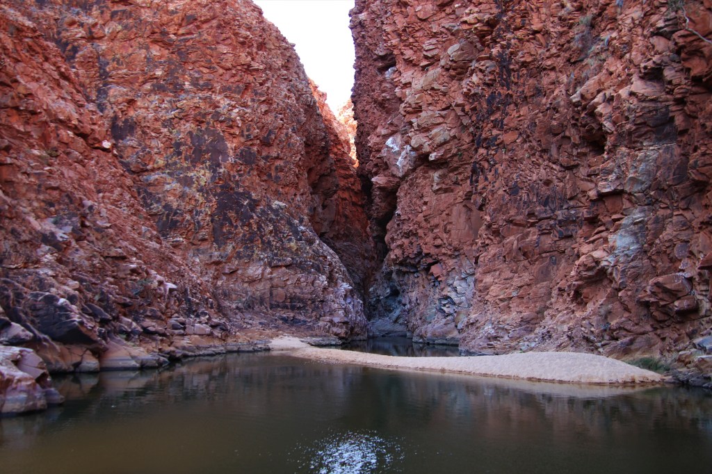 Wildlife Larapinta Trail